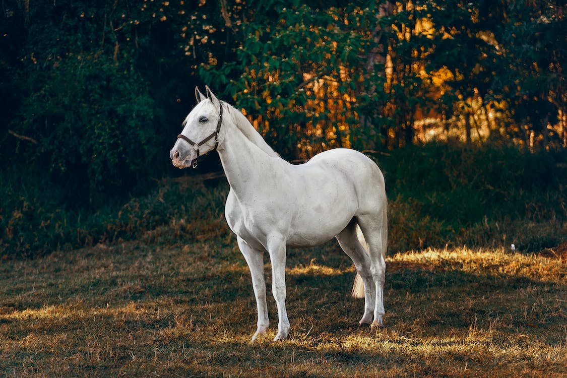 montar a caballo cerca de mi